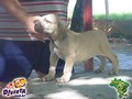 In Memorian - Fila Brasileiro Filhotes -  Canil Singular - Filhos Bridanino